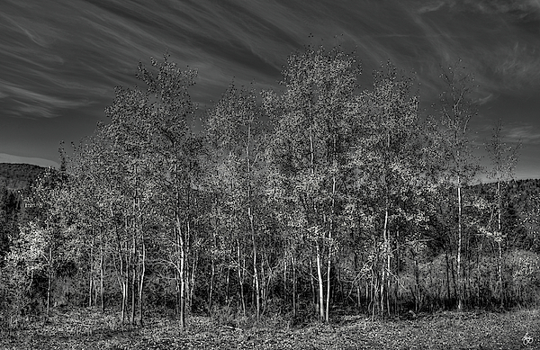 Aspen Grove Monochrome by Wayne King Aspen Grove Monochrome by Wayne King