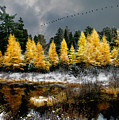 Geese Over Tamarack