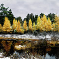 Autumns Final Gold