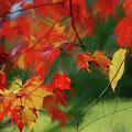 Impressions of Maple and Ash